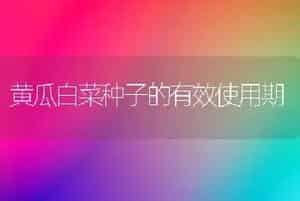 黄瓜白菜种子的有效使用期