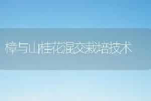 樟与山桂花混交栽培技术
