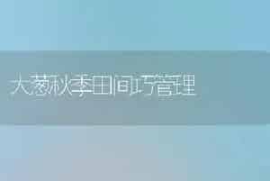 大葱秋季田间巧管理