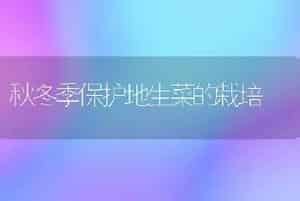 秋冬季保护地生菜的栽培