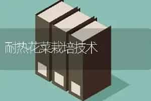 耐热花菜栽培技术