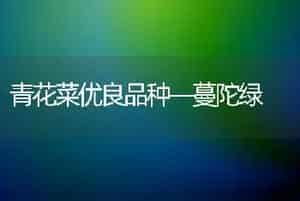 青花菜优良品种―蔓陀绿