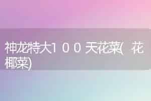 神龙特大100天花菜(花椰菜)