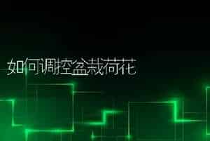 如何调控盆栽荷花