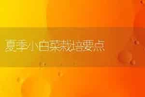 夏季小白菜栽培要点