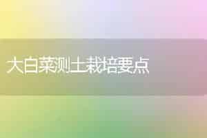 大白菜测土栽培要点