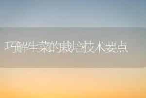 巧解生菜的栽培技术要点