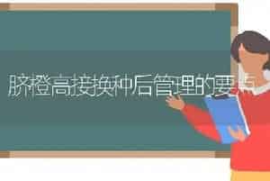 脐橙高接换种后管理的要点