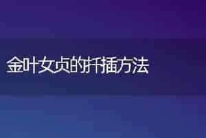 金叶女贞的扦插方法