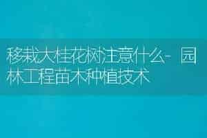 移栽大桂花树注意什么-园林工程苗木种植技术