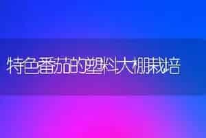 特色番茄的塑料大棚栽培