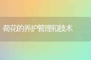荷花的养护管理和技术