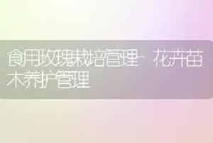 食用玫瑰栽培管理-花卉苗木养护管理