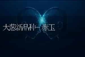 大葱新品种-赤玉