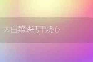 大白菜缺钙干烧心