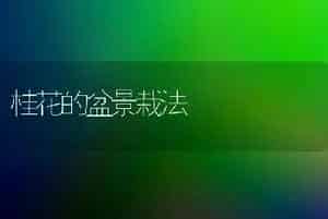 桂花的盆景栽法
