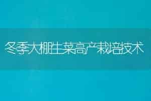 冬季大棚生菜高产栽培技术