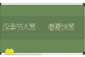 反季节大葱――春夏快葱