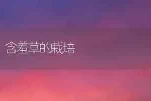 含羞草的栽培