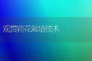 观赏荷花栽培技术