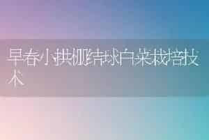 早春小拱棚结球白菜栽培技术
