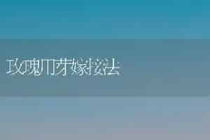 玫瑰用芽嫁接法