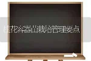 桂花容器苗栽培管理要点
