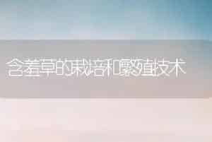 含羞草的栽培和繁殖技术