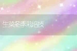 生菜冬季栽培技