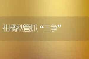怎么栽种和管理大叶冬青