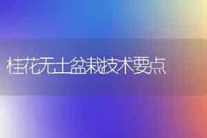 桂花无土盆栽技术要点
