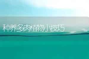 种养多肉植物小技巧