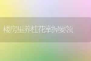 楼房里养桂花掌握要领