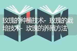 玫瑰的种植技术-玫瑰的栽培技术-玫瑰的养殖方法