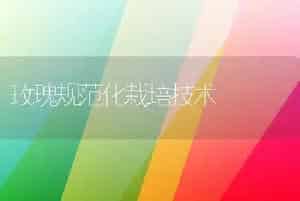 玫瑰规范化栽培技术