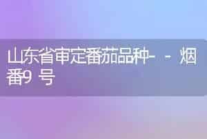 山东省审定番茄品种--烟番9号
