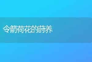 令箭荷花的莳养