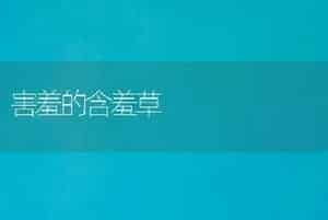 害羞的含羞草
