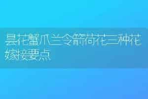 昙花蟹爪兰令箭荷花三种花嫁接要点