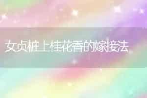 女贞桩上桂花香的嫁接法