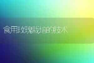 食用玫瑰栽培的技术