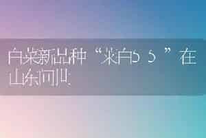 白菜新品种“莱白55”在山东问世
