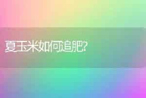 碧松(青花菜)