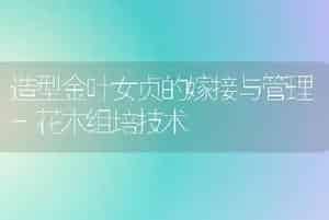 造型金叶女贞的嫁接与管理-花木组培技术