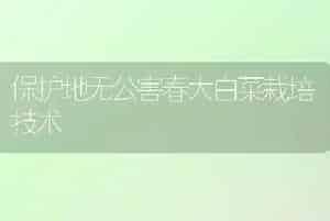 保护地无公害春大白菜栽培技术