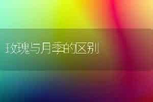玫瑰与月季的区别
