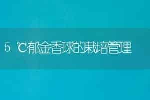 5℃郁金香球的栽培管理