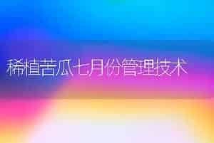 生菜的栽培技术