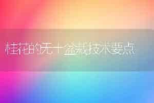 桂花的无土盆栽技术要点
