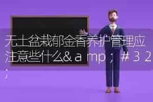 无土盆栽郁金香养护管理应注意些什么 